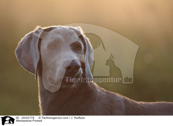 Weimaraner Portrait / Weimaraner Portrait / JH-02178