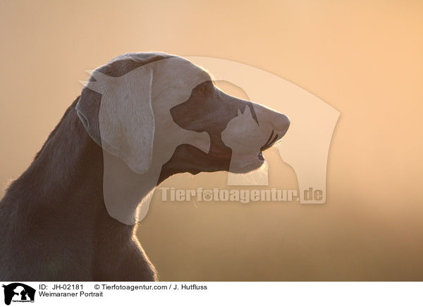 Weimaraner Portrait / Weimaraner Portrait / JH-02181