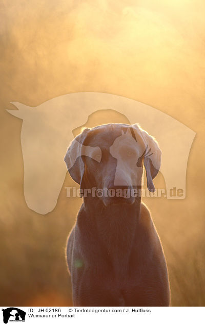 Weimaraner Portrait / Weimaraner Portrait / JH-02186