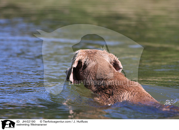 swimming Weimaraner / JH-02190