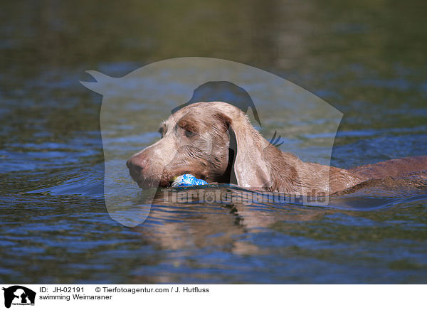 swimming Weimaraner / JH-02191