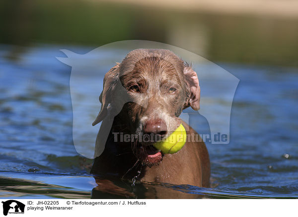 playing Weimaraner / JH-02205