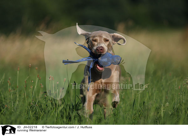 running Weimaraner / JH-02218