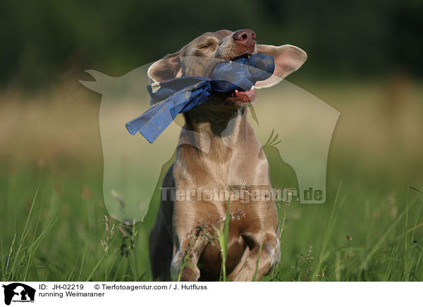 running Weimaraner / JH-02219