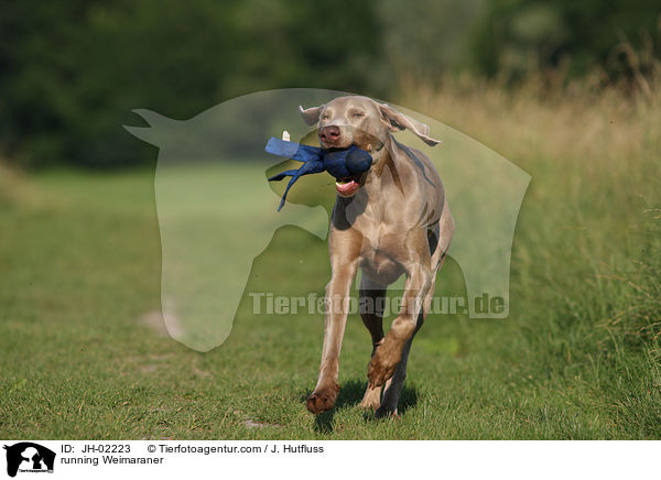 rennender Weimaraner / running Weimaraner / JH-02223