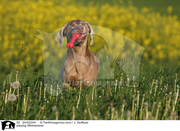 spielender Weimaraner / playing Weimaraner / JH-02244