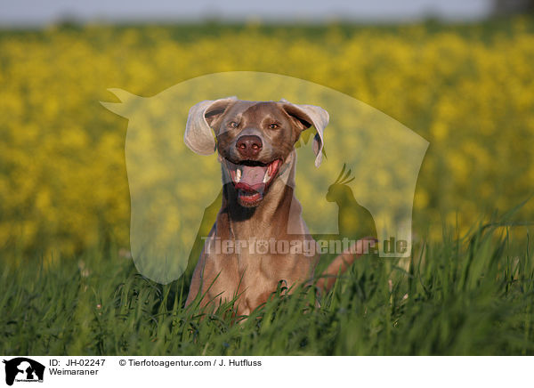 Weimaraner / Weimaraner / JH-02247