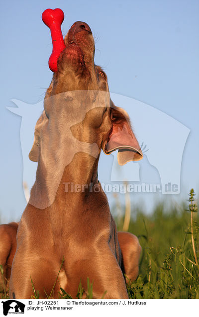 spielender Weimaraner / playing Weimaraner / JH-02251