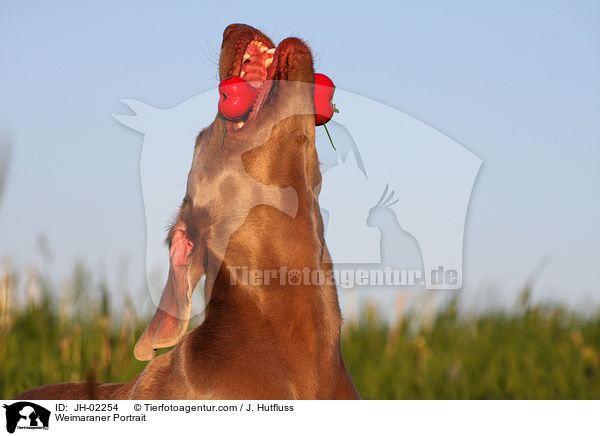 Weimaraner Portrait / Weimaraner Portrait / JH-02254