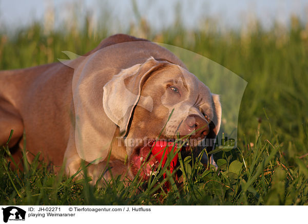 spielender Weimaraner / playing Weimaraner / JH-02271