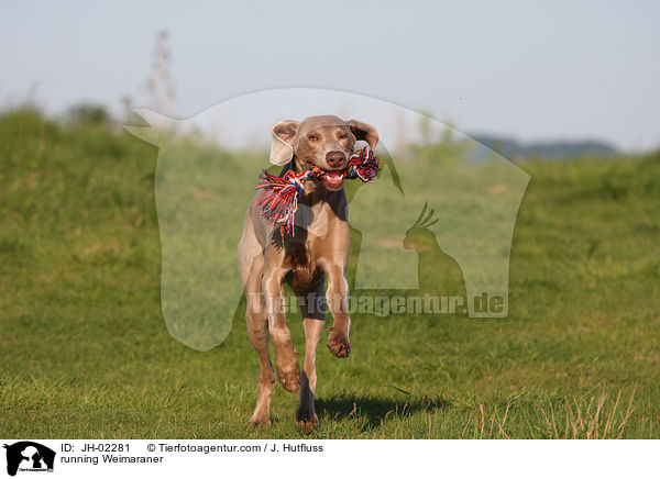 rennender Weimaraner / running Weimaraner / JH-02281