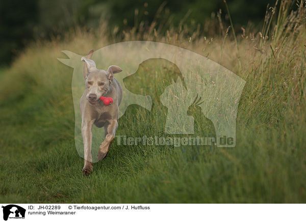 rennender Weimaraner / running Weimaraner / JH-02289