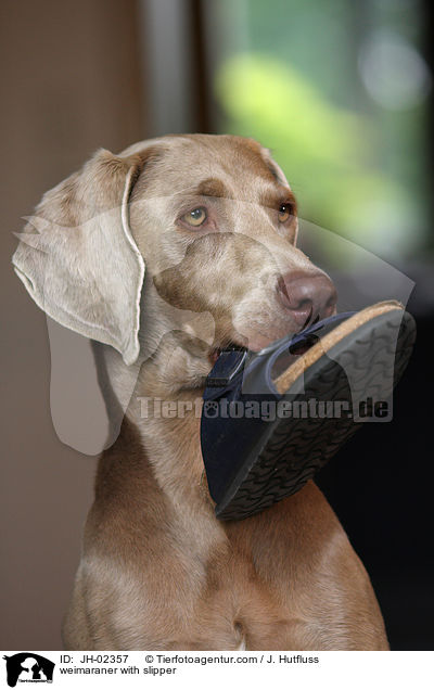 Weimaraner mit Pantoffel / weimaraner with slipper / JH-02357