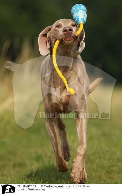 rennender Weimaraner / running Weimaraner / JH-02369