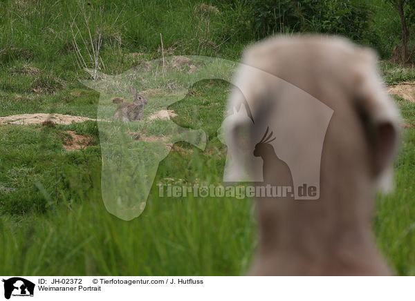 Weimaraner Portrait / JH-02372