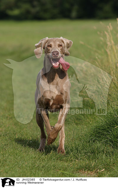 running Weimaraner / JH-02385