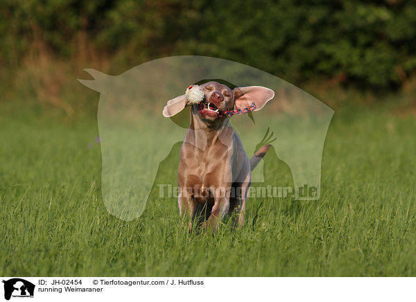 running Weimaraner / JH-02454