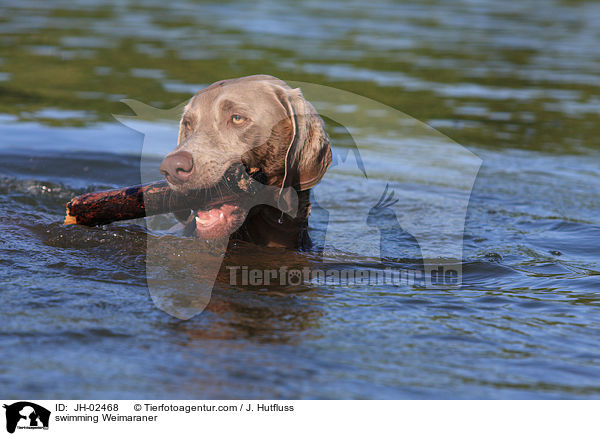 swimming Weimaraner / JH-02468