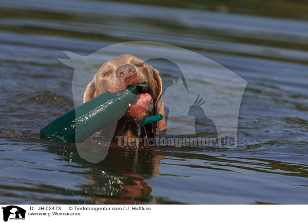 swimming Weimaraner / JH-02473