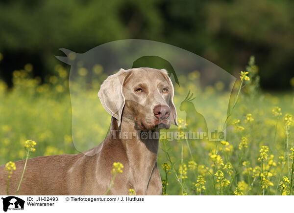 Weimaraner / Weimaraner / JH-02493