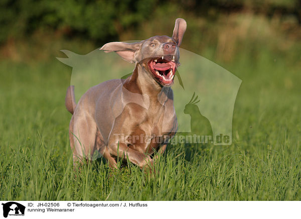 running Weimaraner / JH-02506