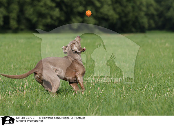 running Weimaraner / JH-02773