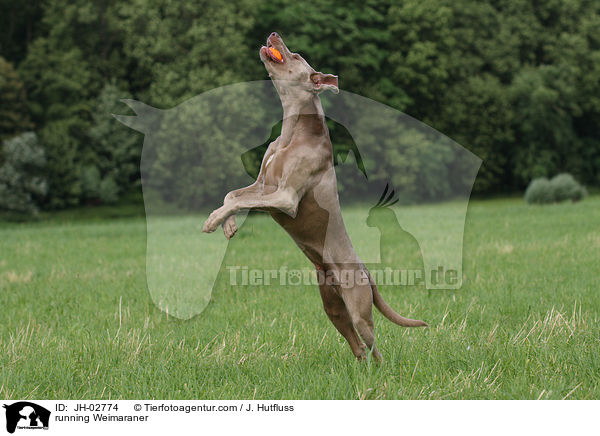 rennender Weimaraner / running Weimaraner / JH-02774