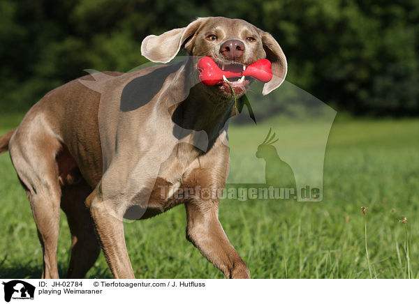 spielender Weimaraner / playing Weimaraner / JH-02784