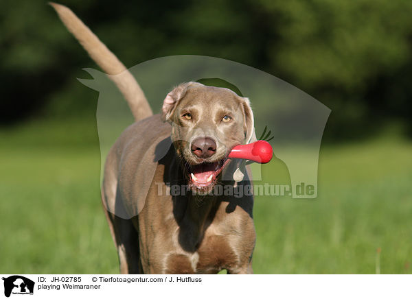 spielender Weimaraner / playing Weimaraner / JH-02785