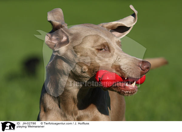 spielender Weimaraner / playing Weimaraner / JH-02786