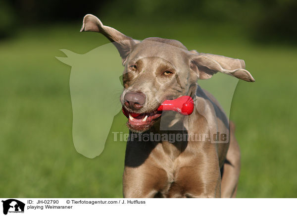 spielender Weimaraner / playing Weimaraner / JH-02790