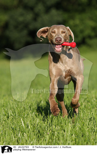 playing Weimaraner / JH-02793