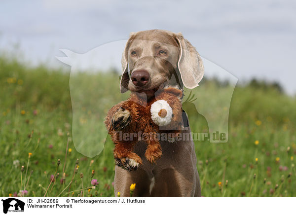 Weimaraner Portrait / Weimaraner Portrait / JH-02889