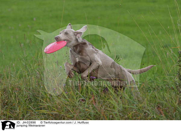 springender Weimaraner / jumping Weimaraner / JH-02896