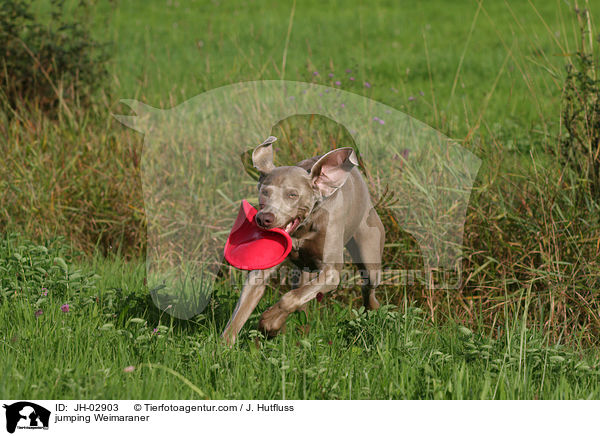 springender Weimaraner / jumping Weimaraner / JH-02903