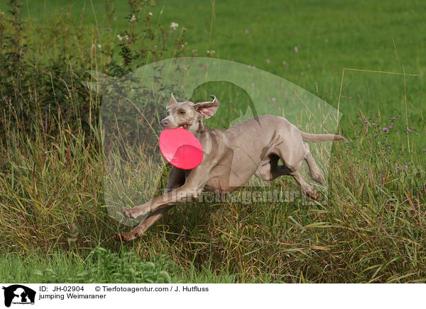 springender Weimaraner / jumping Weimaraner / JH-02904