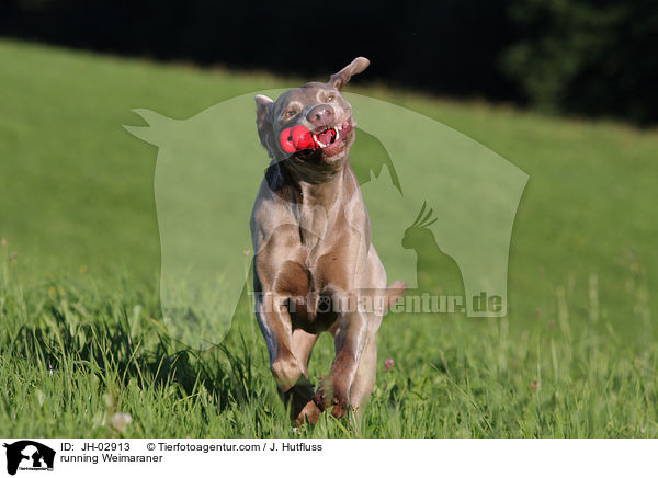 running Weimaraner / JH-02913