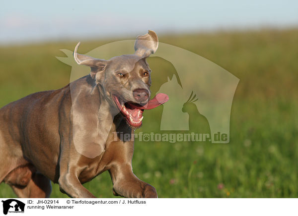 running Weimaraner / JH-02914