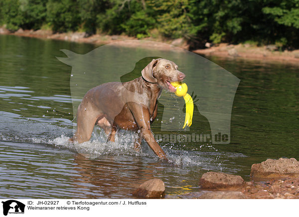 Weimaraner retrieves Kong / JH-02927