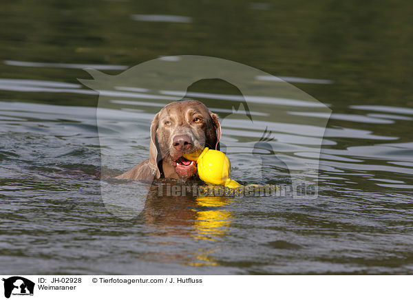 Weimaraner / JH-02928