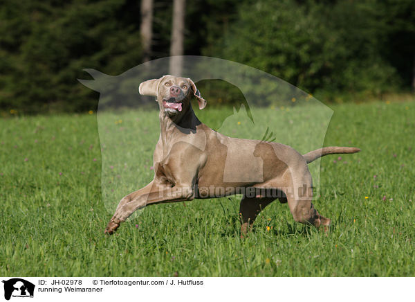 rennender Weimaraner / running Weimaraner / JH-02978