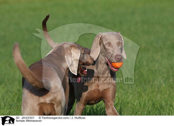 Weimaraner Hndin / female Weimaraner / JH-03301