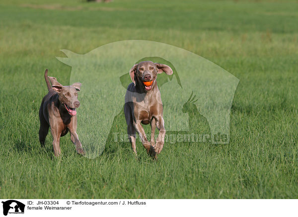 Weimaraner Hndin / female Weimaraner / JH-03304