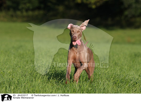 Weimaraner Hndin / female Weimaraner / JH-03317