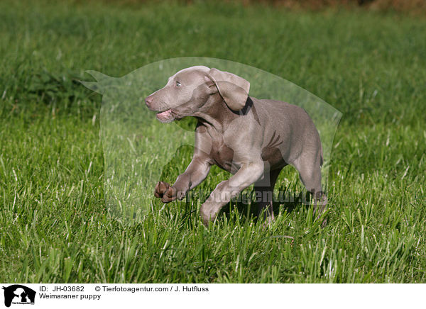 Weimaraner Welpe / Weimaraner puppy / JH-03682