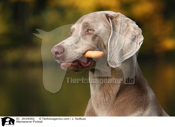 Weimaraner Portrait / Weimaraner Portrait / JH-04062