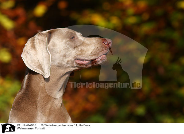 Weimaraner Portrait / Weimaraner Portrait / JH-04063