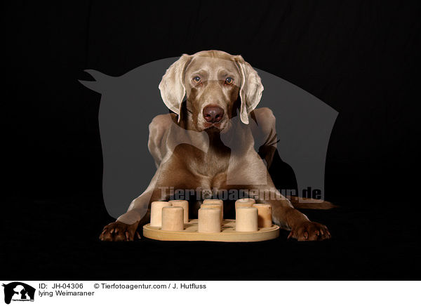 liegender Weimaraner / lying Weimaraner / JH-04306