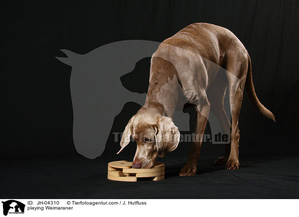 spielender Weimaraner / playing Weimaraner / JH-04310