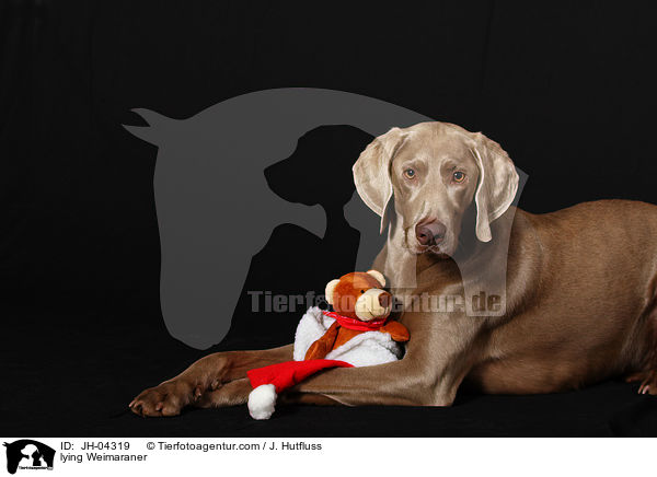 liegender Weimaraner / lying Weimaraner / JH-04319